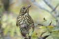 Closeup of a Song thrush Turdus philomelos bird eating berries Royalty Free Stock Photo
