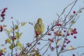 Closeup of a Song thrush Turdus philomelos bird singing in a tree Royalty Free Stock Photo