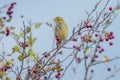 Closeup of a Song thrush Turdus philomelos bird singing in a tree Royalty Free Stock Photo