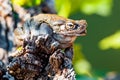 Closeup Of Sonoran Desert Toad On Rock Royalty Free Stock Photo