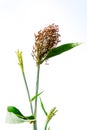 Closeup of a Sorghum bicolor on white,farm Royalty Free Stock Photo