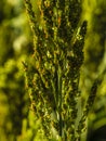 Closeup of sorghum ear on a field Royalty Free Stock Photo