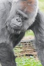 Closeup sot of a sad looking gorilla on a field of grass Royalty Free Stock Photo