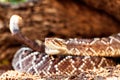 Closeup Of South American Rattlesnake By Rock Royalty Free Stock Photo