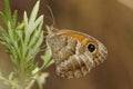 Closeup on a Southern Gatekeeper butterfly, Pyronia cecilia