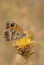Closeup on a Southern Gatekeeper butterfly, Pyronia cecilia, sitting with closed wings on a yellow thistle flower Royalty Free Stock Photo