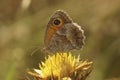 Closeup on the Southern Gatekeeper butterfly, Pyronia celicea sitting with closed wings on Field Eryngo