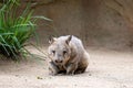 Closeup of a southern hairy-nosed wombat, Lasiorhinus latifrons.