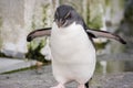 Closeup Southern rockhopper penguin (Eudyptes chrysocome).