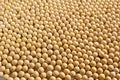 Closeup of soy beans background Royalty Free Stock Photo