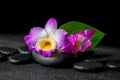 closeup of spa background with purple orchid dendrobium and green leaf Calla lily, drops on black zen stones Royalty Free Stock Photo