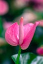 Closeup on spadix flower. Royalty Free Stock Photo