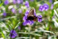 Closeup of a spangle butterfly collecting pollen from a beautiful purple flower