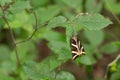 Closeup of a Spanish Flag butterfly perched on a green leaf Royalty Free Stock Photo