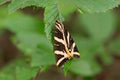 Closeup of a Spanish Flag butterfly perched on a green leaf Royalty Free Stock Photo