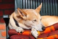Closeup of a Spanish Podenco lying on a chair outdoors Royalty Free Stock Photo