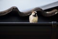 Closeup of a sparrow against the wavy tiles of a rooftop