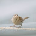 Closeup of a sparrow eating millet grains on a neutral background