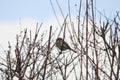 Closeup of a sparrow perched on dry tree branches during daylight Royalty Free Stock Photo