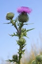 Closeup spear thistle Royalty Free Stock Photo