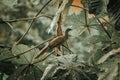 Closeup of a speckled chachalaca (Ortalis guttata) perched on a branch of a lush tree Royalty Free Stock Photo