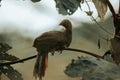 Closeup of a speckled chachalaca (Ortalis guttata) sitting on a branch of a tree Royalty Free Stock Photo