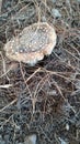 Closeup of a speckled mushroom surrounded by dry grass straws