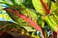Closeup of the speckled varigation on an Chinese Evergreen plant Royalty Free Stock Photo