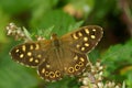 Closeup on a speckled Wood butterfly, Pararge aegeria, sitting with spread wings in vegetation Royalty Free Stock Photo