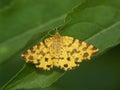 Closeup of a speckled yellow (Pseudopanthera macularia) on a green leaf Royalty Free Stock Photo