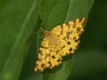 Closeup of a speckled yellow (Pseudopanthera macularia) on a green leaf Royalty Free Stock Photo