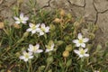 Closeup of Spergularia media - greater sea-spurrey in a garden Royalty Free Stock Photo