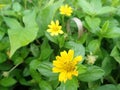 Closeup Sphagneticola trilobata, Bay Biscayne creeping-oxeye, with yellow flower blur background. Royalty Free Stock Photo