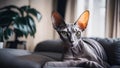 Closeup of a Sphynx cat lying on a sofa in living room
