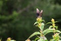 Closeup of Spicebush Swallowtail Butterfly Royalty Free Stock Photo