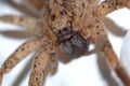 Closeup of spider