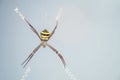 Closeup colorful spider on cobweb on blurred glass textured background with copy space