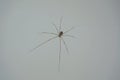 Closeup on spider daddy long legs indoor