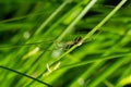 Closeup of the spider Enoplognatha ovata or the similar Enoplognatha latimana, family Theridiidae. On the underside of a