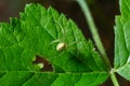 Closeup of the spider Enoplognatha ovata or the similar Enoplognatha latimana, family Theridiidae. On the underside of a