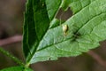 Closeup of the spider Enoplognatha ovata or the similar Enoplognatha latimana, family Theridiidae. On the underside of a leaf of