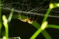 Closeup of the spider Enoplognatha ovata or the similar Enoplognatha latimana, family Theridiidae. On the underside of a