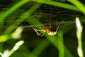 Closeup of the spider Enoplognatha ovata or the similar Enoplognatha latimana, family Theridiidae. On the underside of a