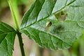 Closeup of the spider Enoplognatha ovata or the similar Enoplognatha latimana, family Theridiidae. On the underside of a