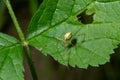 Closeup of the spider Enoplognatha ovata or the similar Enoplognatha latimana, family Theridiidae. On the underside of a leaf of