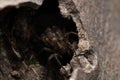 Closeup of a spider in its hole in a tree trunk