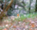 Closeup of a spider in a large web on the woods Royalty Free Stock Photo