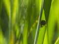 Closeup of a spider making web with prey hidden among green grass blades Vilcabamba, Ecuador