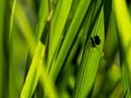 Closeup of a spider making web with prey hidden among green grass blades Vilcabamba, Ecuador Royalty Free Stock Photo