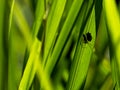 Closeup of a spider making web with prey hidden among green grass blades Vilcabamba, Ecuador